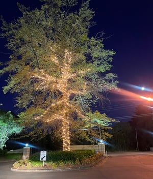dcc-tree-lighting